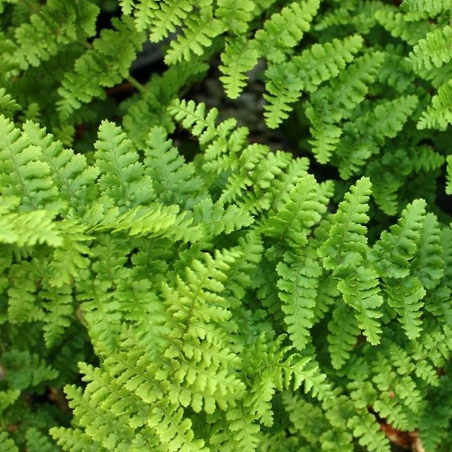 Dryopteris Filix-mas