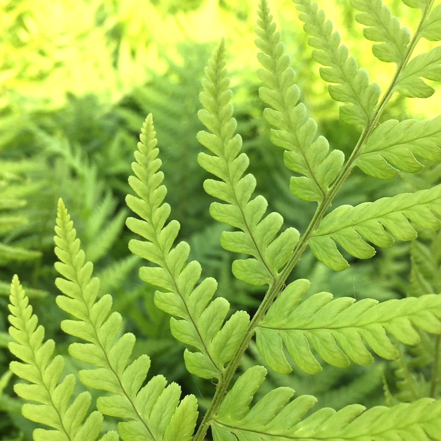 Dryopteris Filix-mas