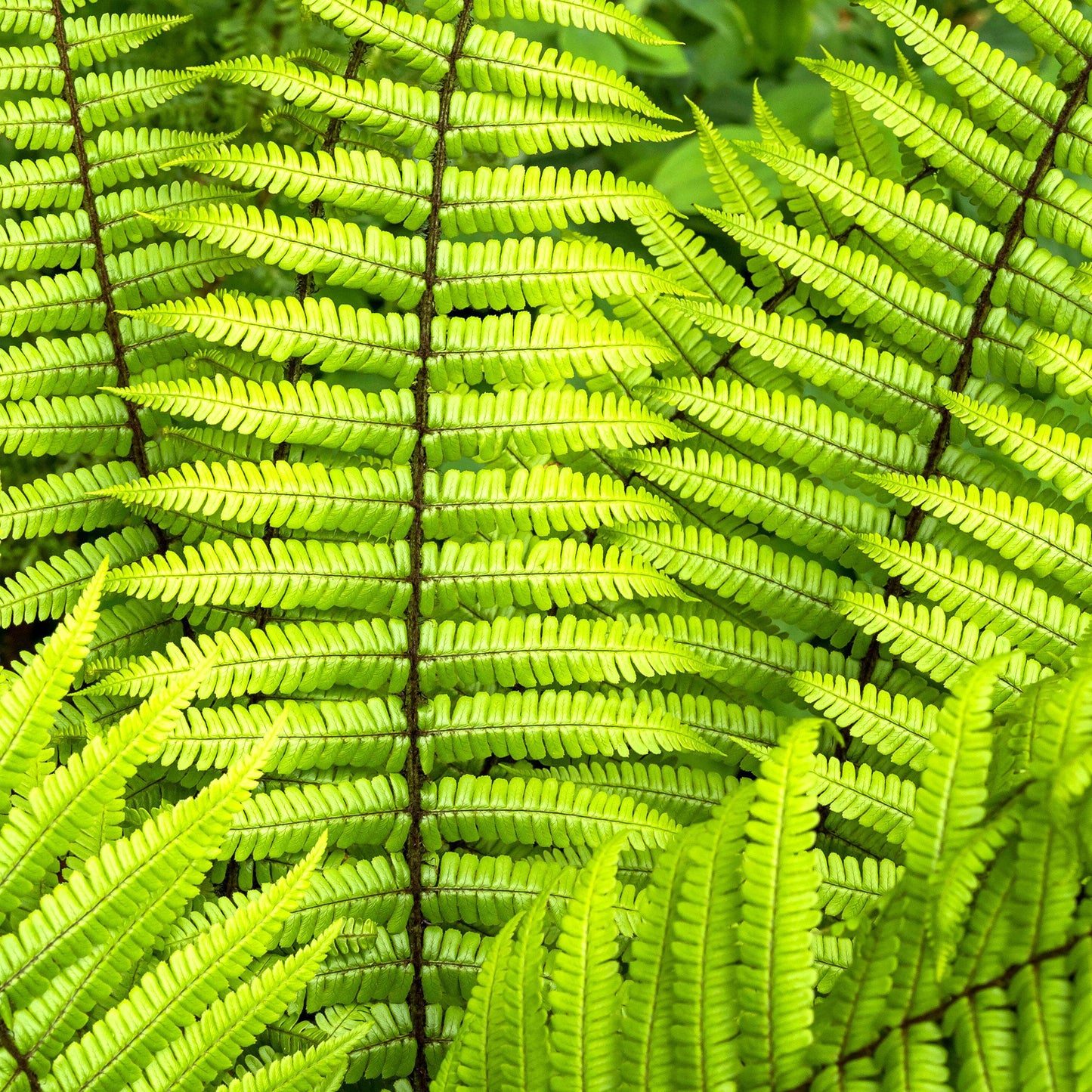 Dryopteris Wallichiana