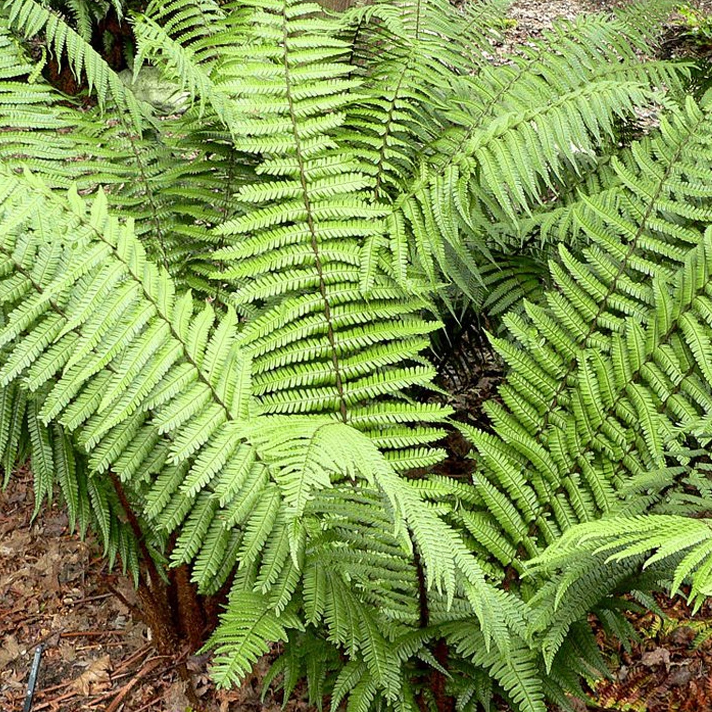 Dryopteris Wallichiana