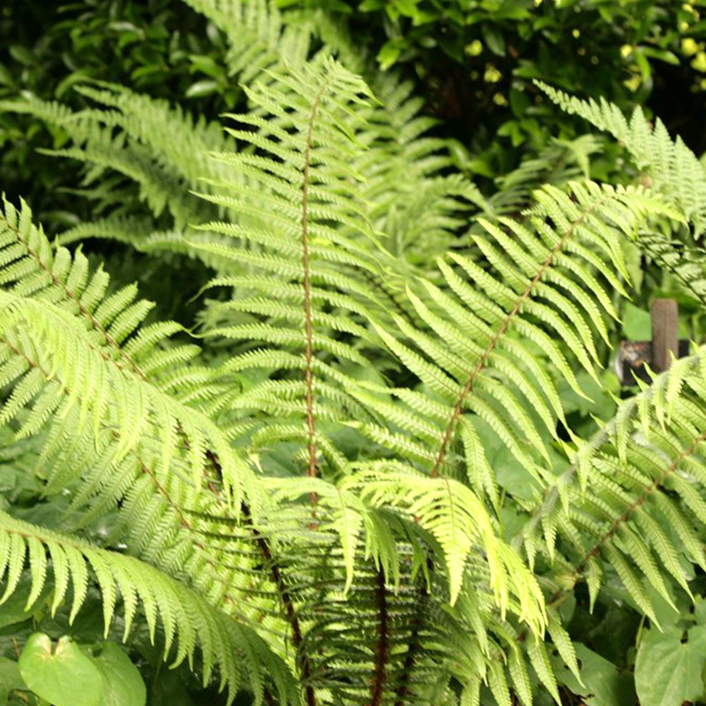 Dryopteris Wallichiana