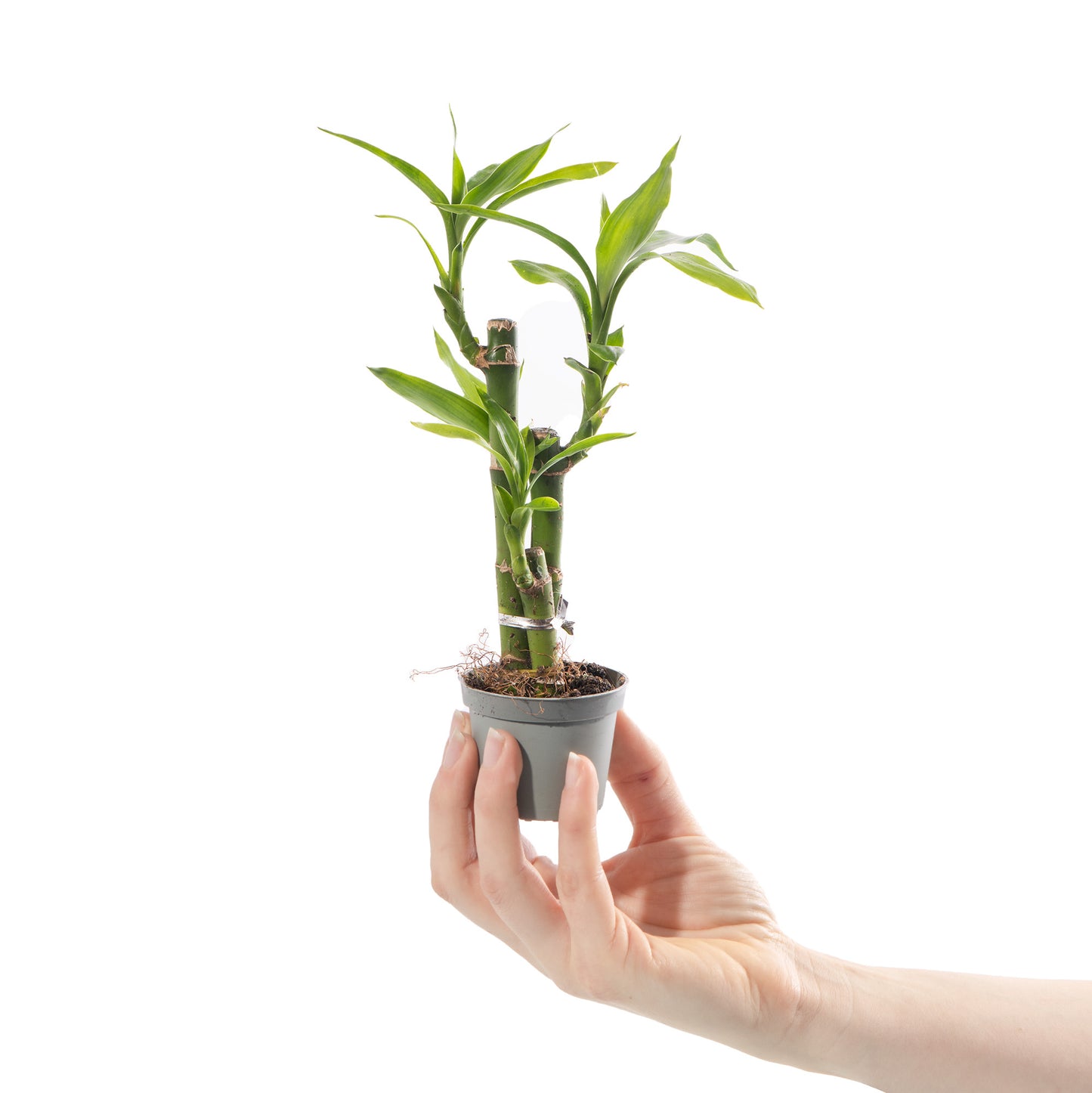 Baby Plants - Dracaena Sanderiana Lucky Bamboo