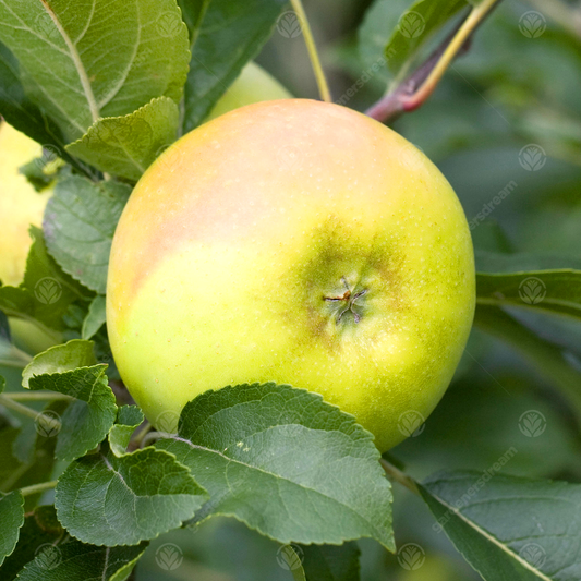 Apple Limelight (12L, 4-5ft)