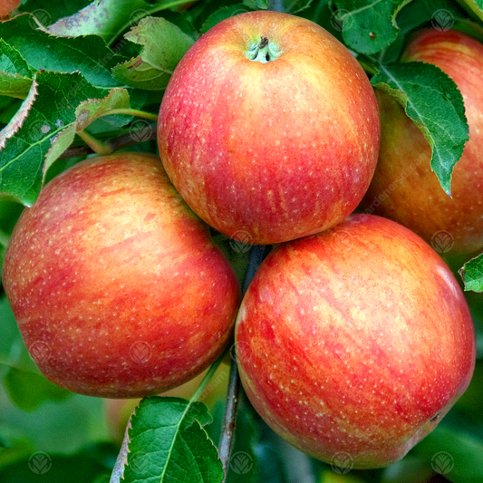 Apple Jonagold (12L, 4-5ft)