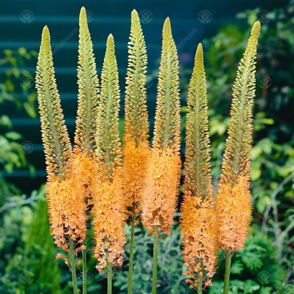 Eremurus Cleopatra -MASTER-