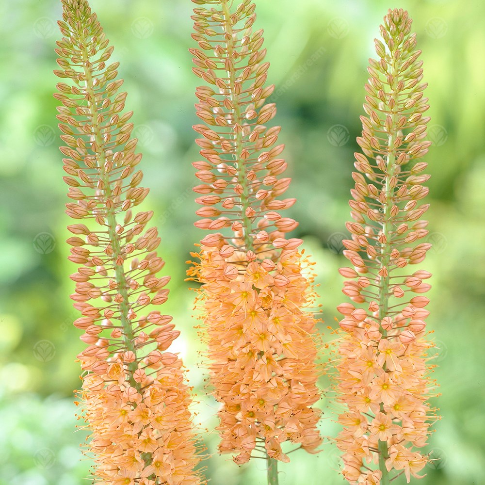 Eremurus Cleopatra -MASTER-