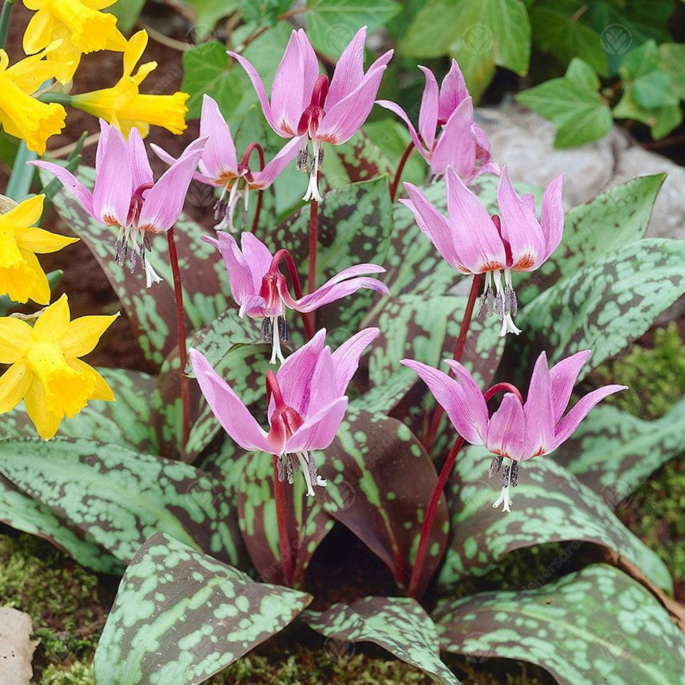 Erythronium Dens-Canis -MASTER-