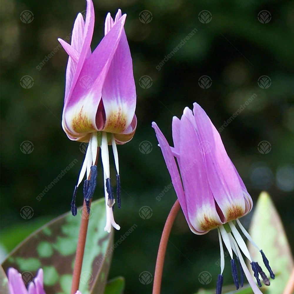 Erythronium Dens-Canis -MASTER-