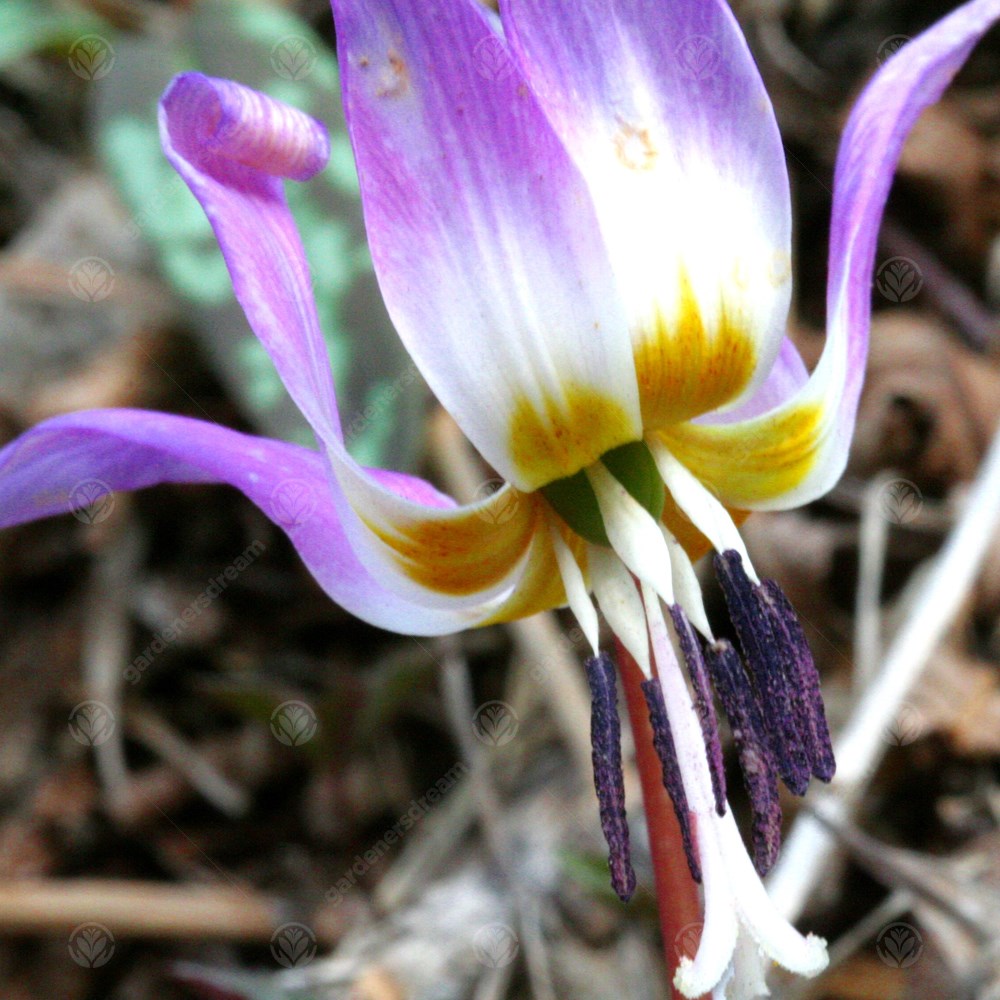 Erythronium Dens-Canis -MASTER-