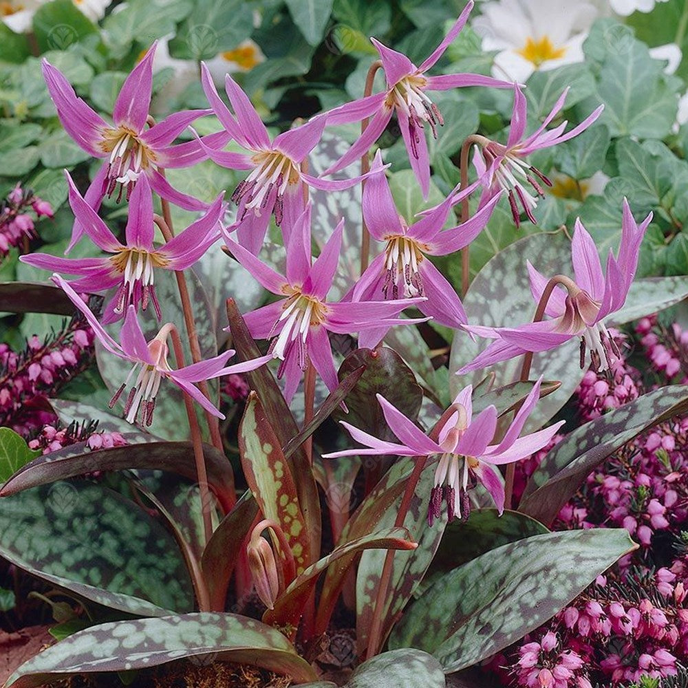 Erythronium Dens-Canis -MASTER-