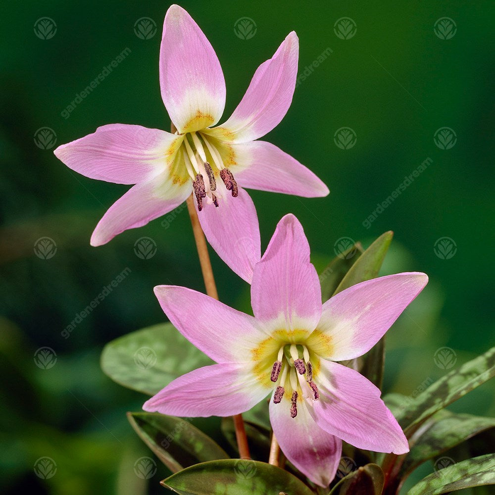 Erythronium Dens-Canis -MASTER-