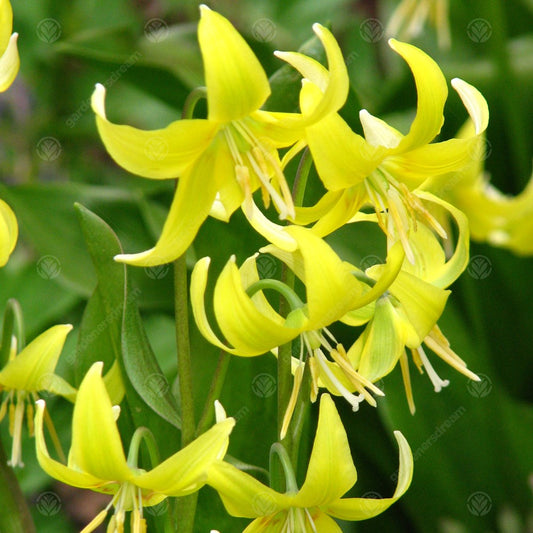 Erythronium Pagoda -MASTER-
