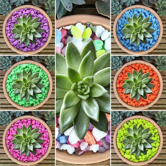 GardenersDream Fluorescent Plant Pot Gravel