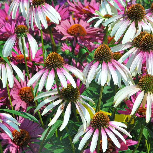 Echinacea Pretty Parasols