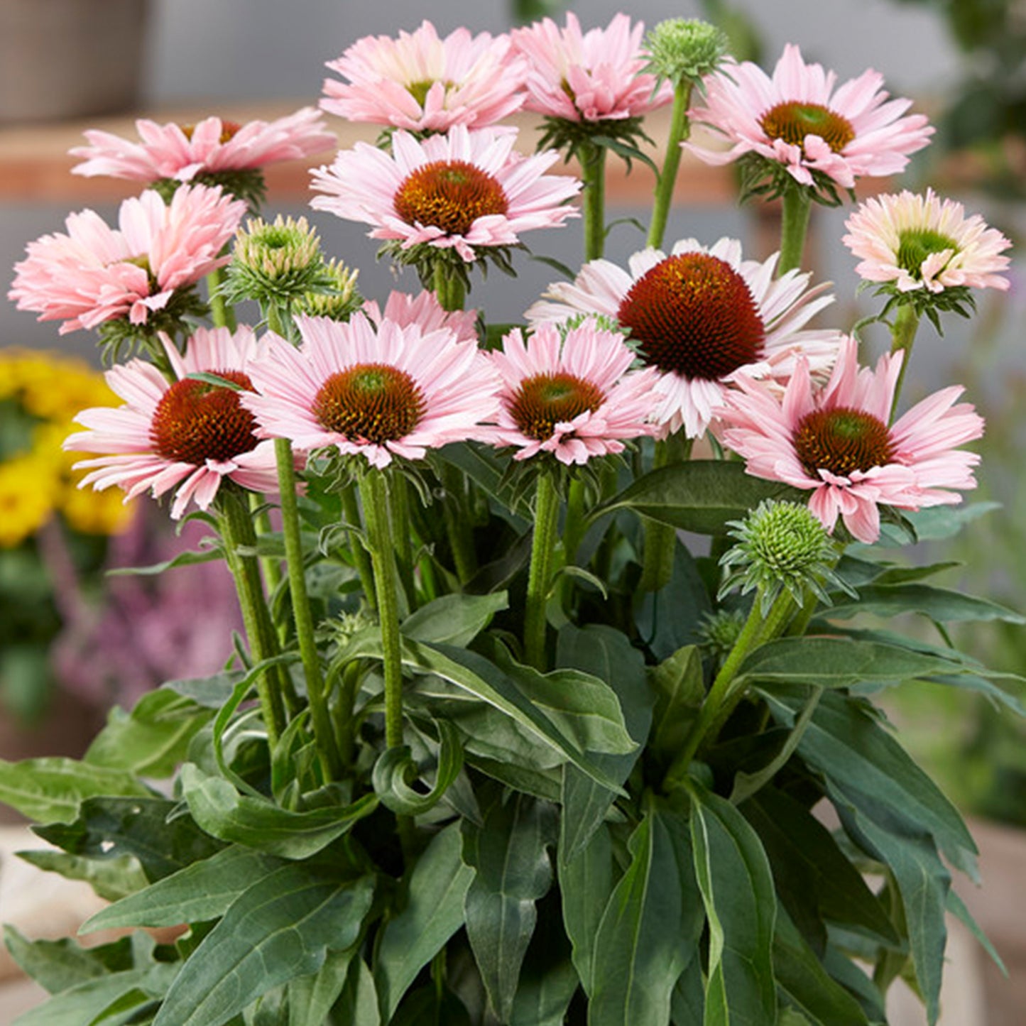 Echinacea Sunseekers Salmon