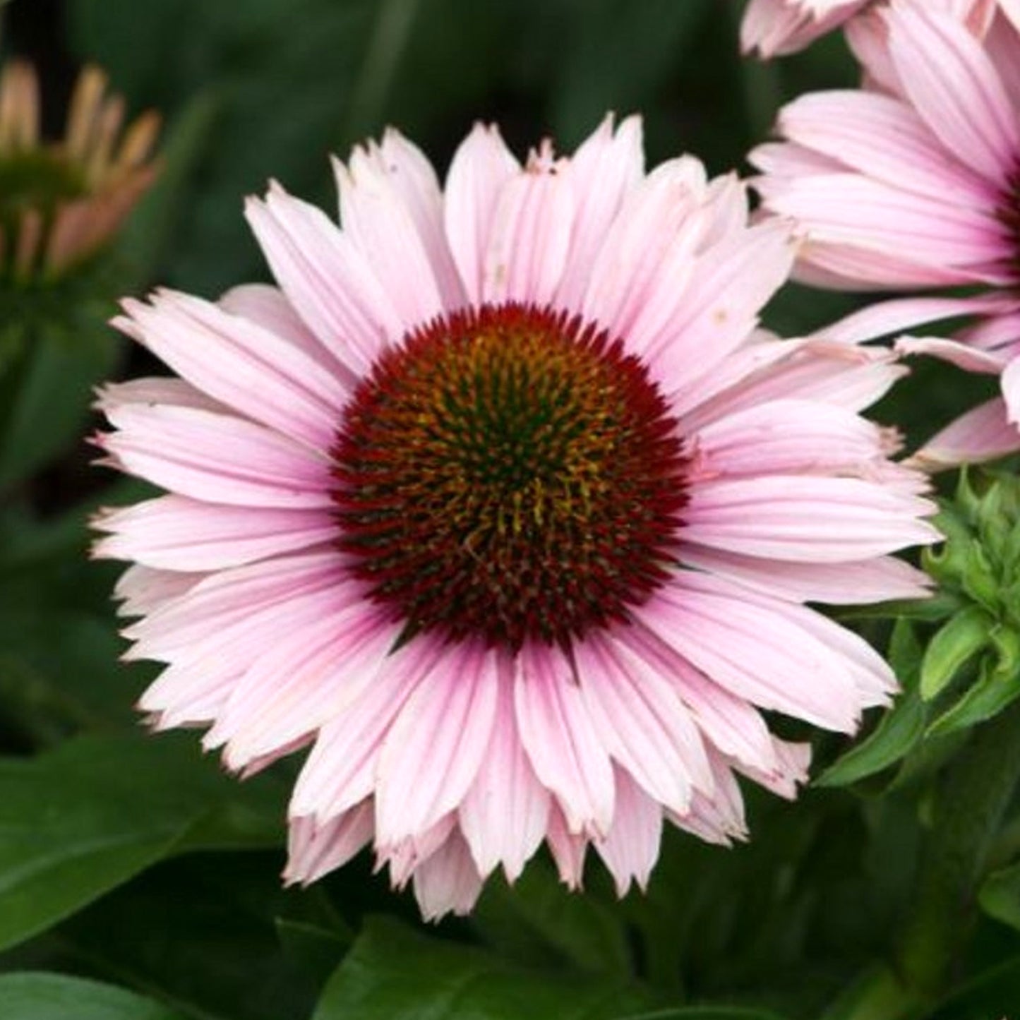 Echinacea Sunseekers Salmon