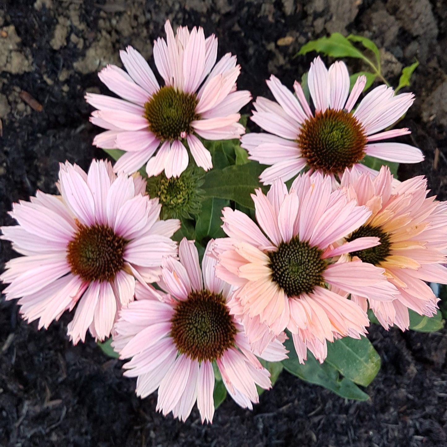 Echinacea Sunseekers Salmon