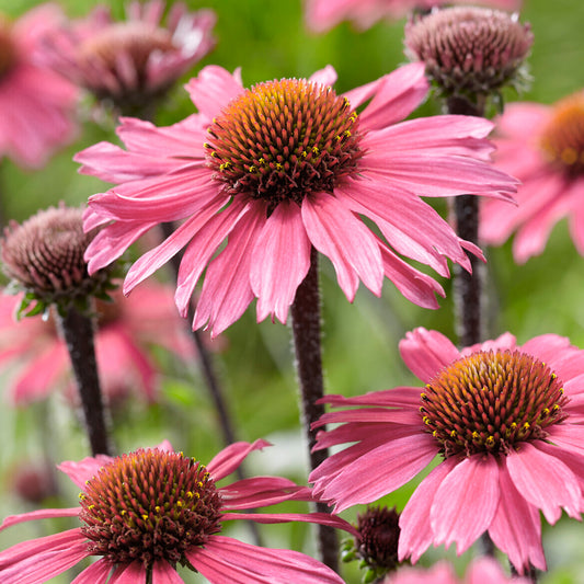 Echinacea SunSeekers Pink