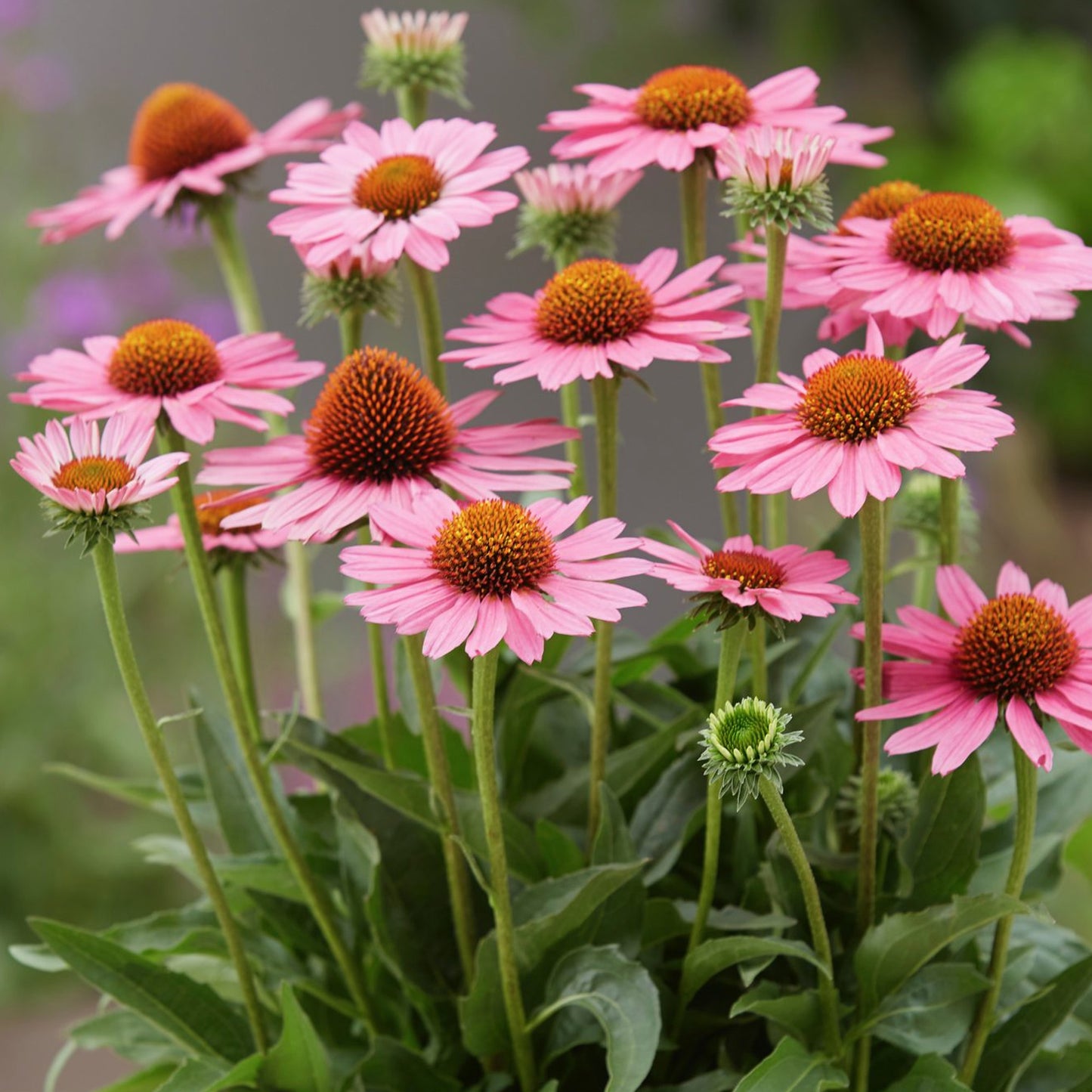 Echinacea SunSeekers Pink
