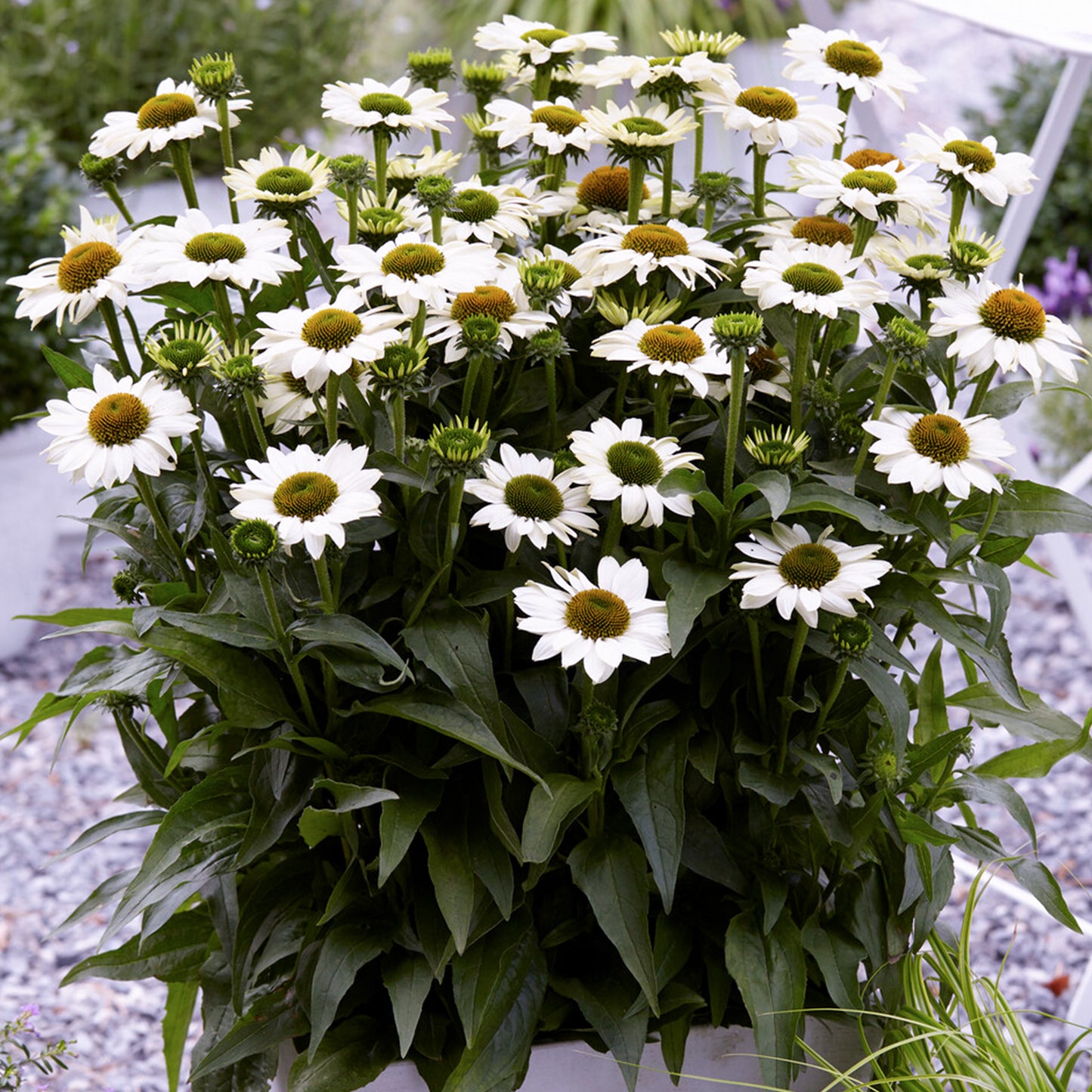 Echinacea SunSeekers White