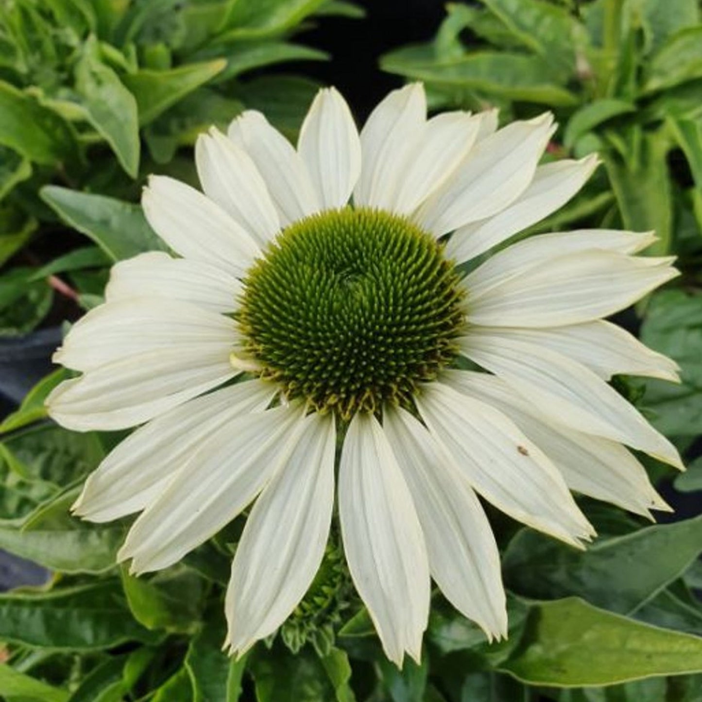 Echinacea SunSeekers White