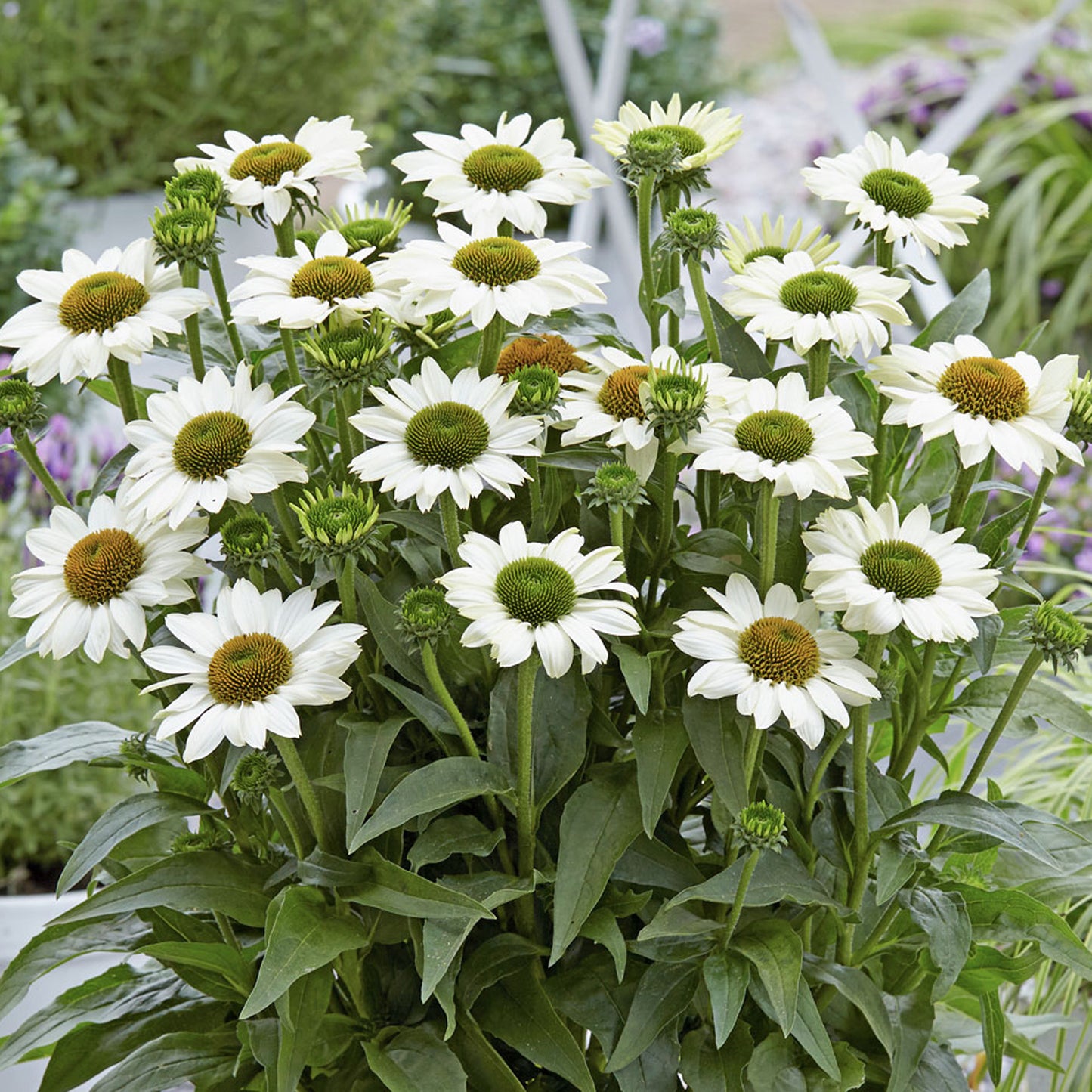 Echinacea SunSeekers White