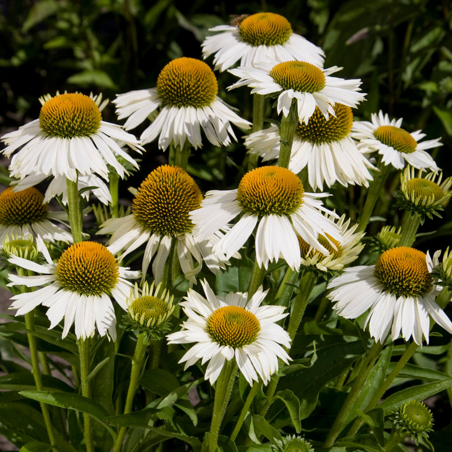 Echinacea White Meditation