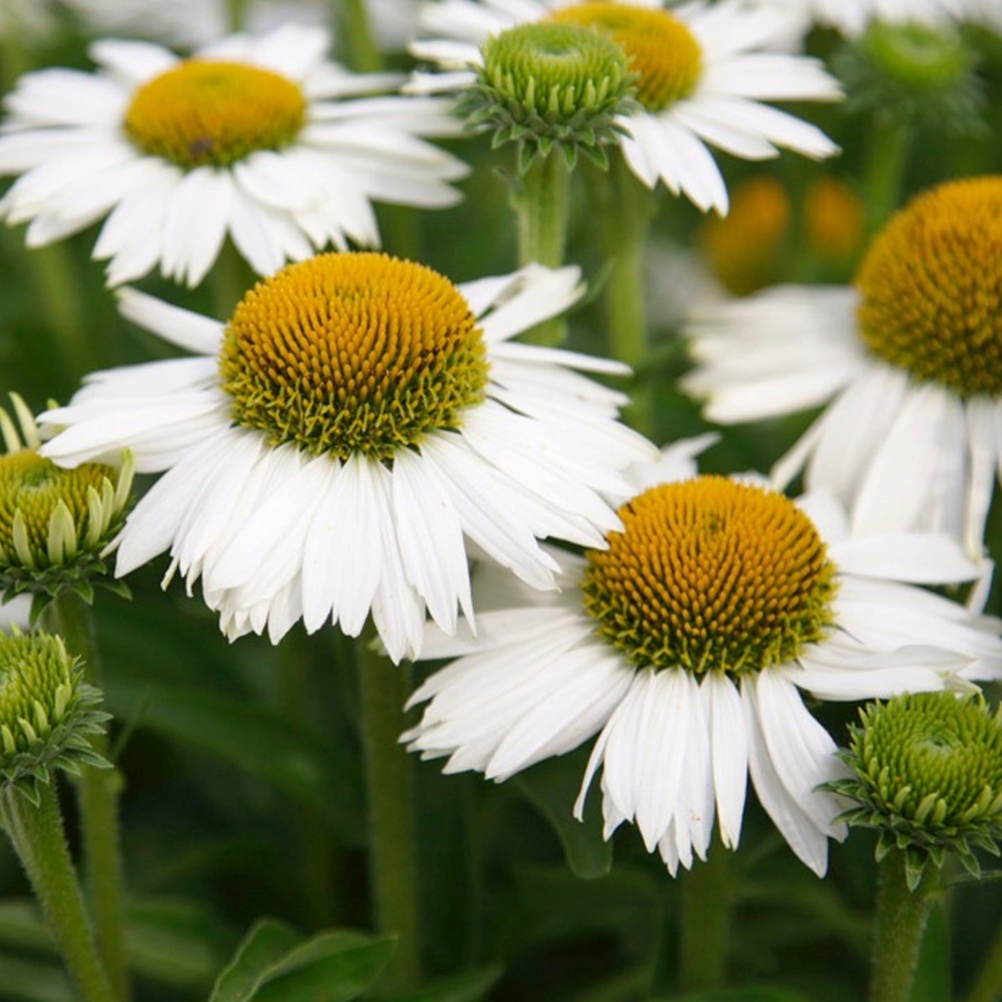 Echinacea White Meditation