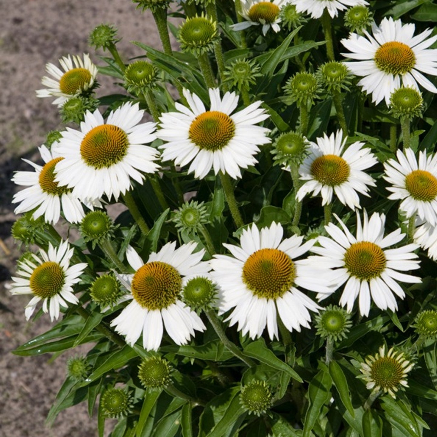 Echinacea White Meditation