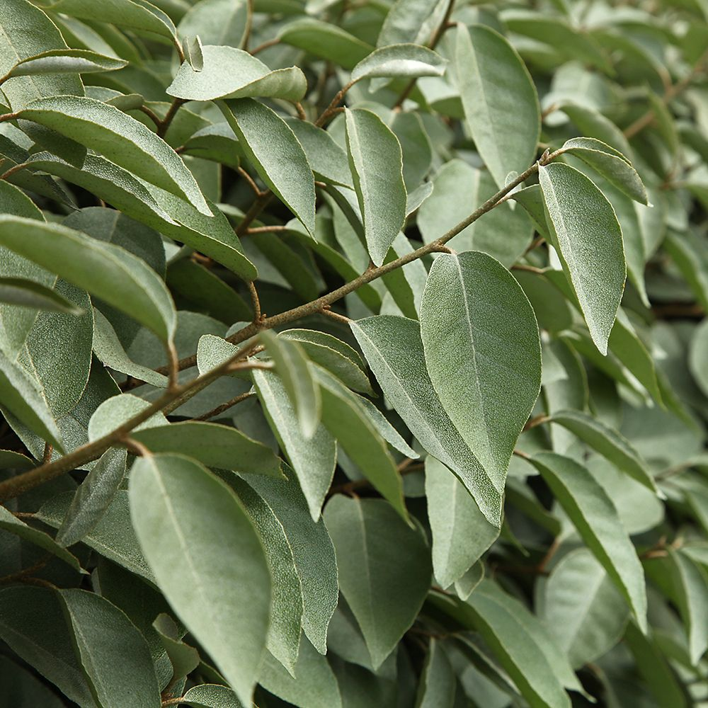 Elaeagnus Compacta (9cm)