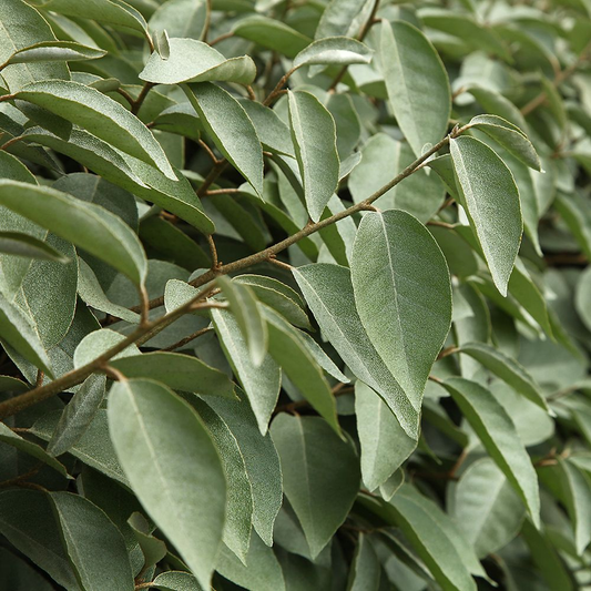 Elaeagnus Compacta (9cm)
