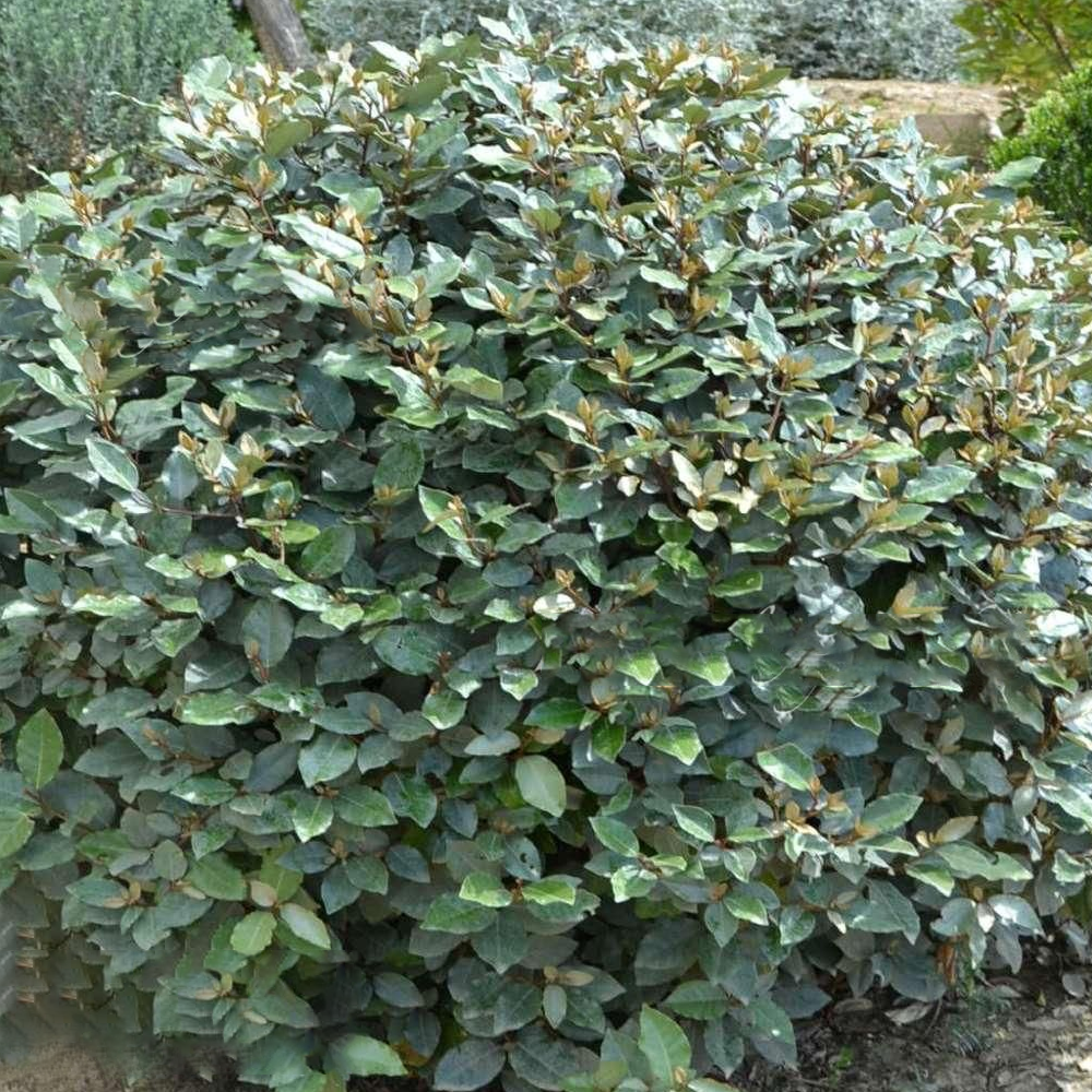 Elaeagnus Compacta (9cm)