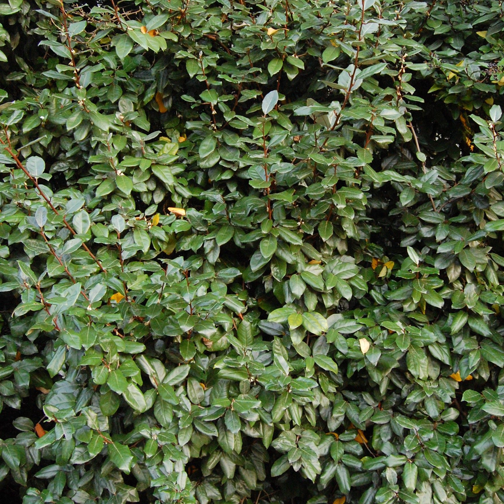 Elaeagnus Compacta (9cm)