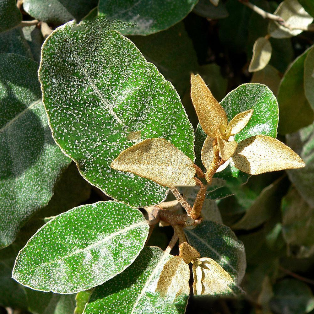 Elaeagnus Compacta (9cm)