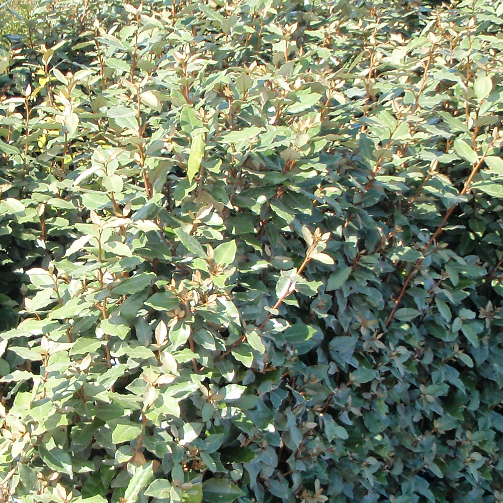 Elaeagnus Compacta (9cm)