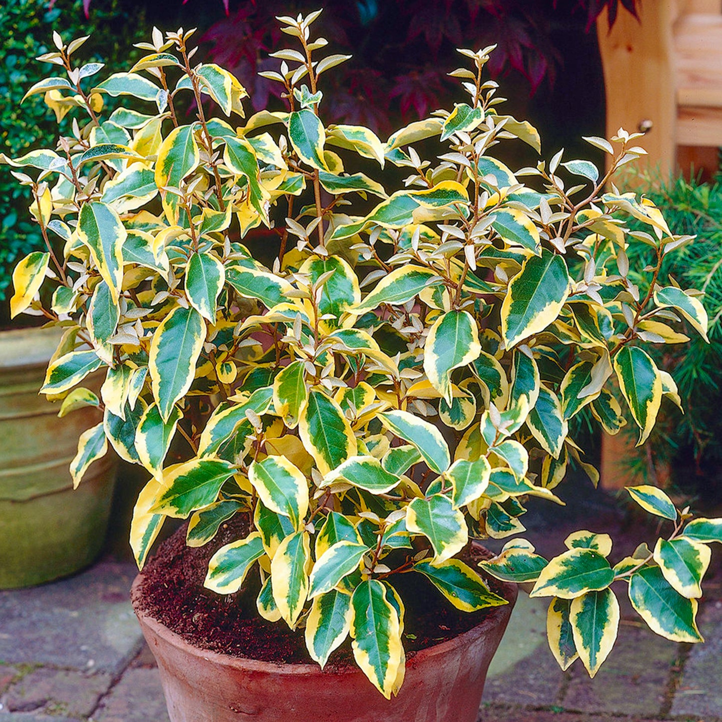 Elaeagnus Gilt Edge