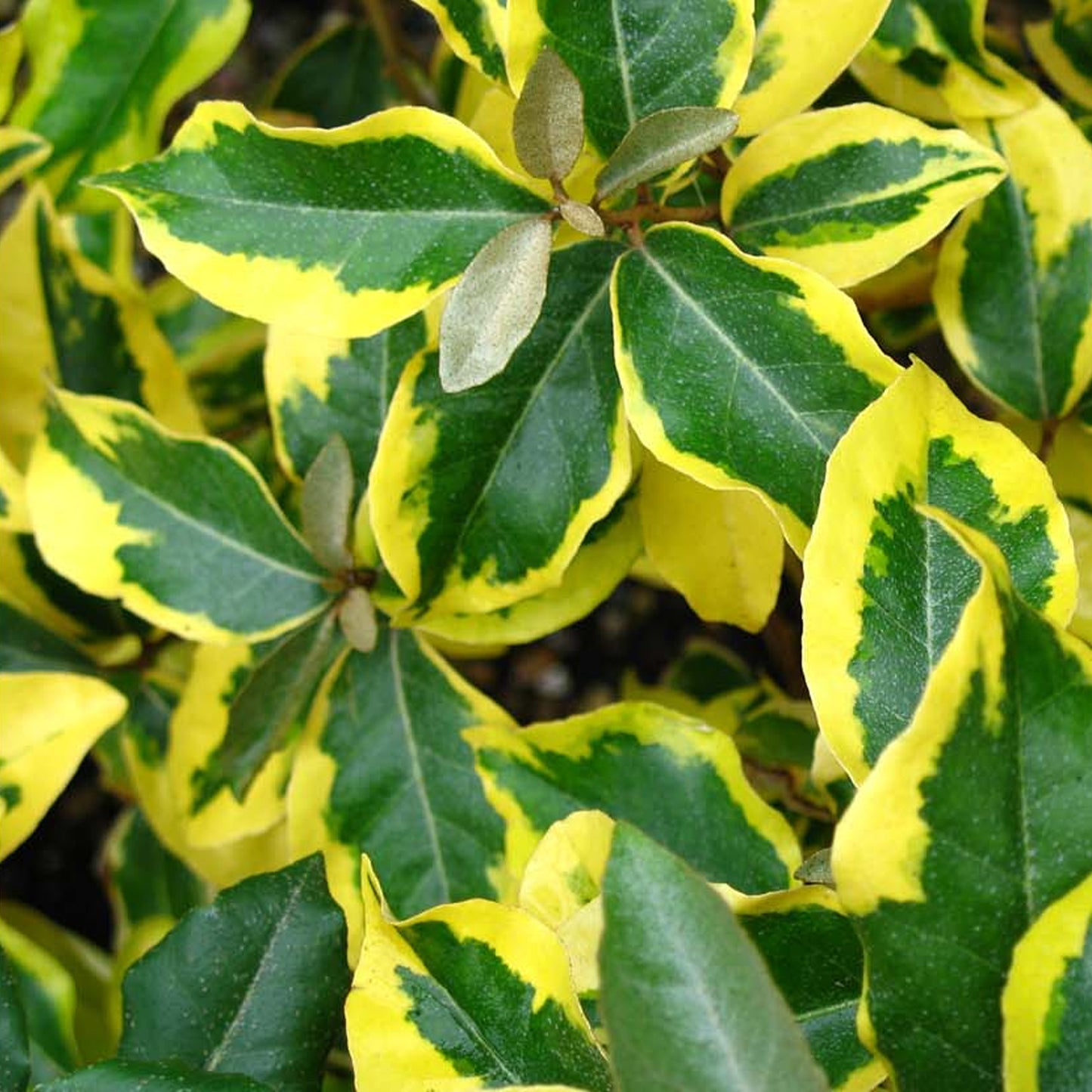 Elaeagnus Gilt Edge