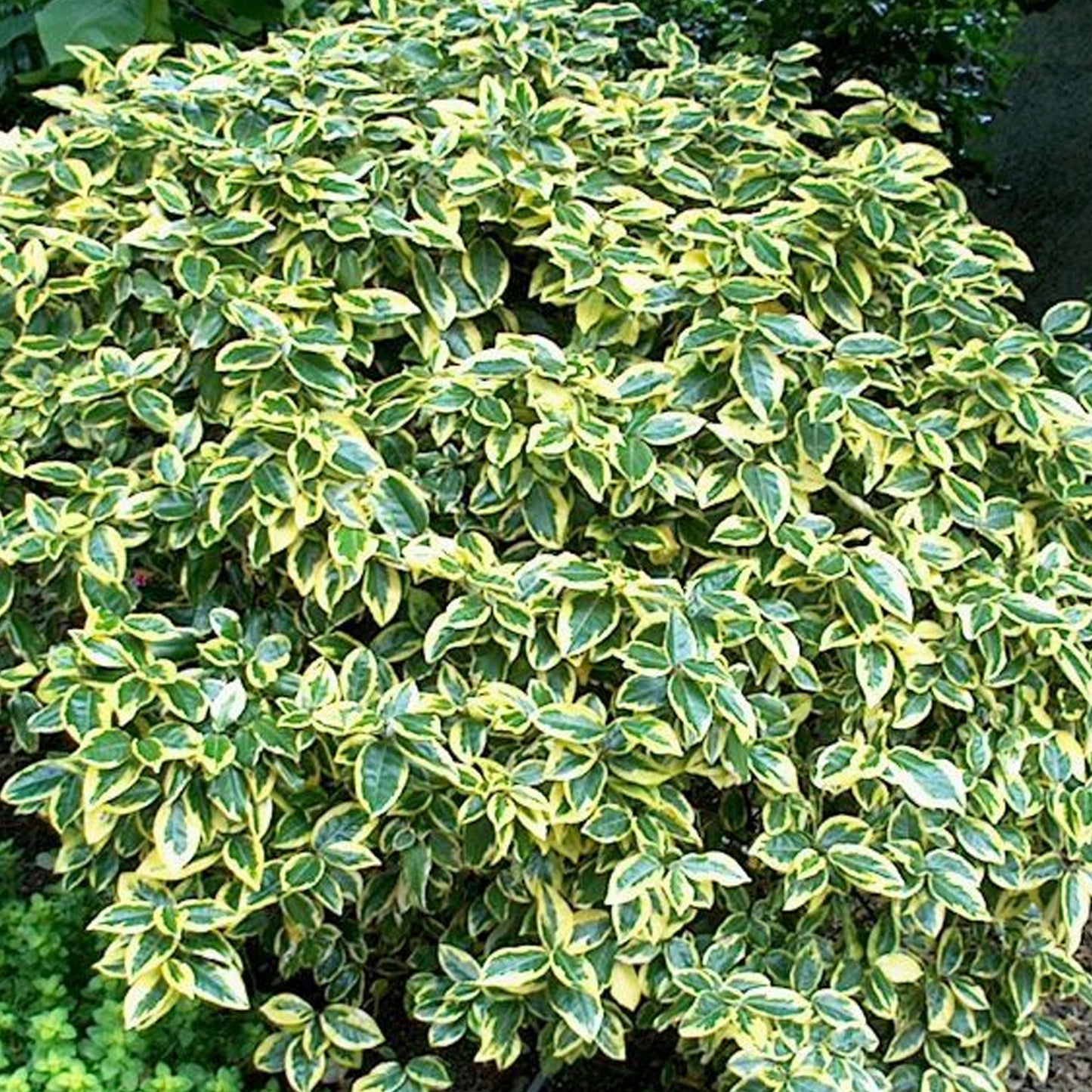 Elaeagnus Gilt Edge