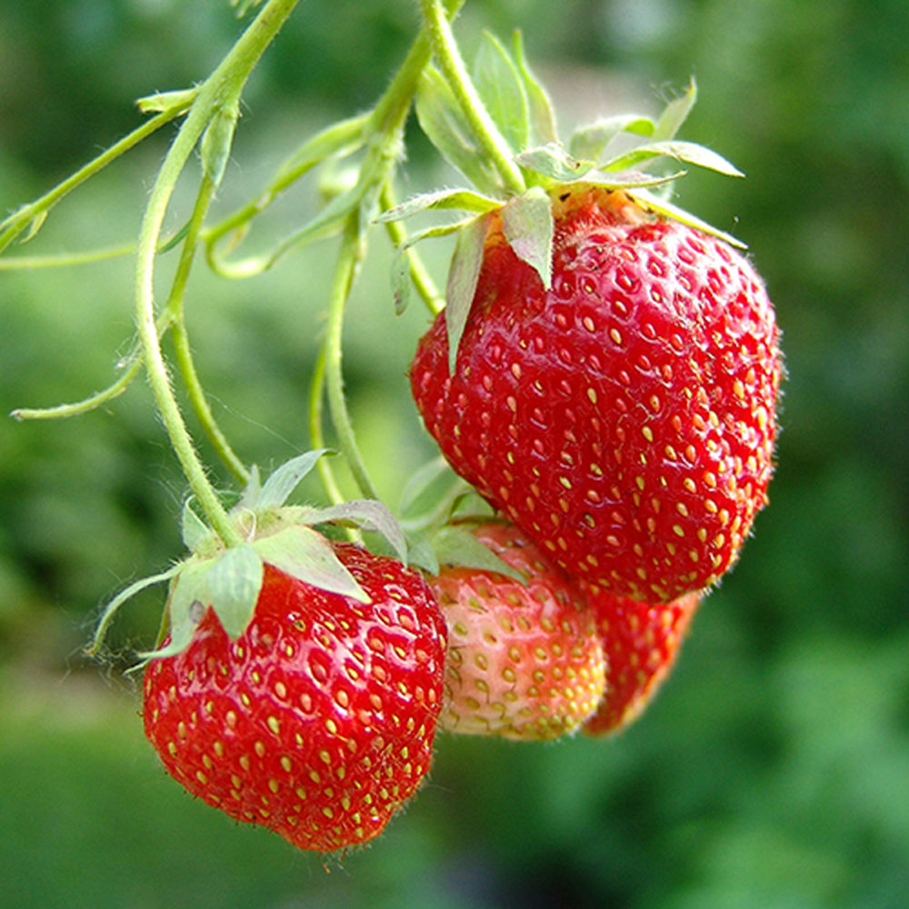 Strawberry Elsanta (Bare Root, 5-25 Plants)