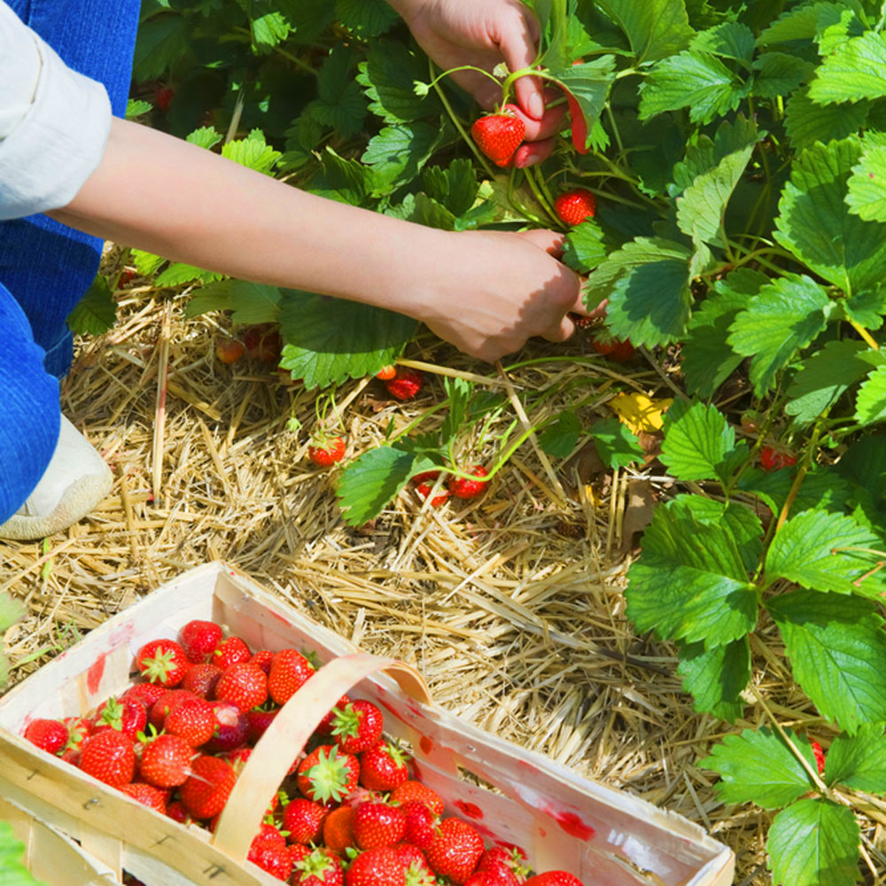 Strawberry Elsanta (Bare Root, 5-25 Plants)