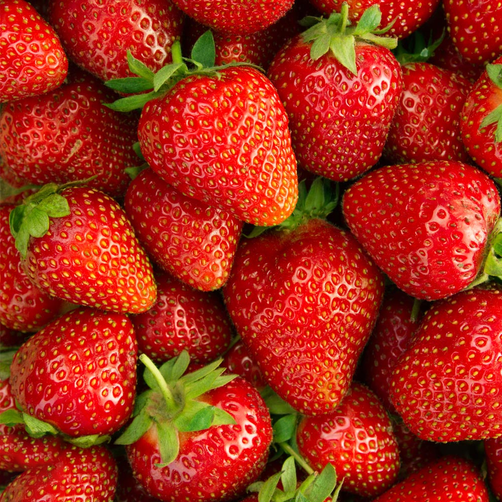 Strawberry Elsanta (Bare Root, 5-25 Plants)