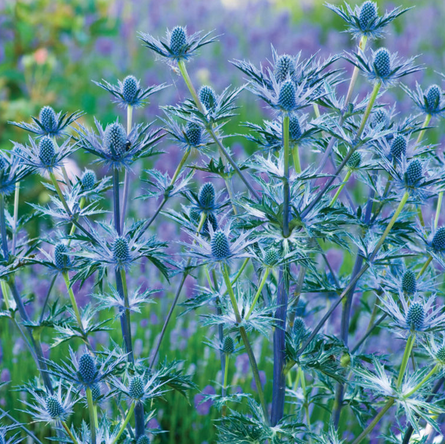 Eryngium Big Blue (9cm)