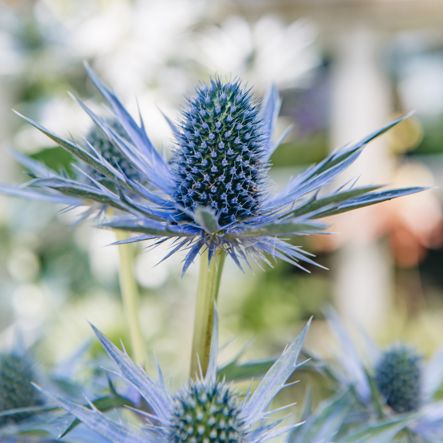 Eryngium Big Blue (9cm)