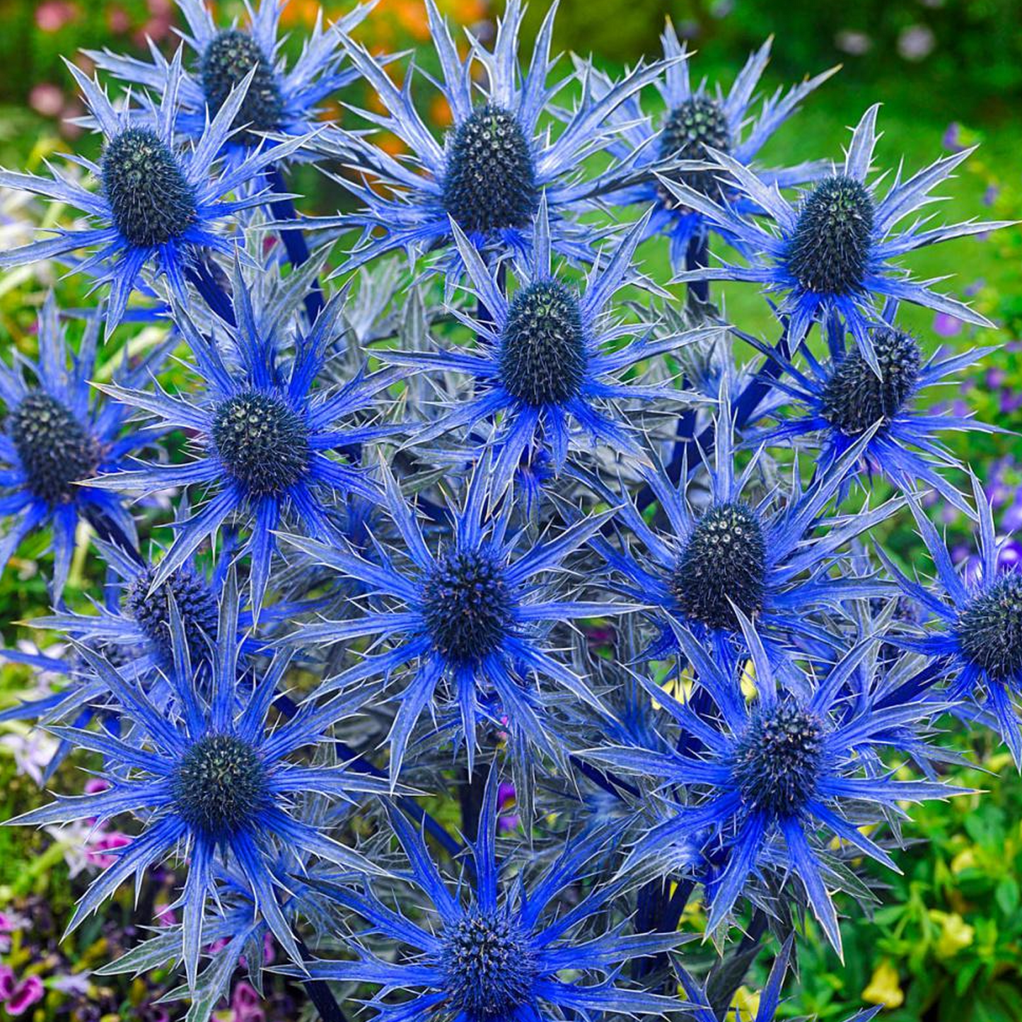 Eryngium Big Blue (9cm)