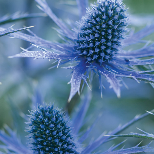Eryngium Big Blue (9cm)