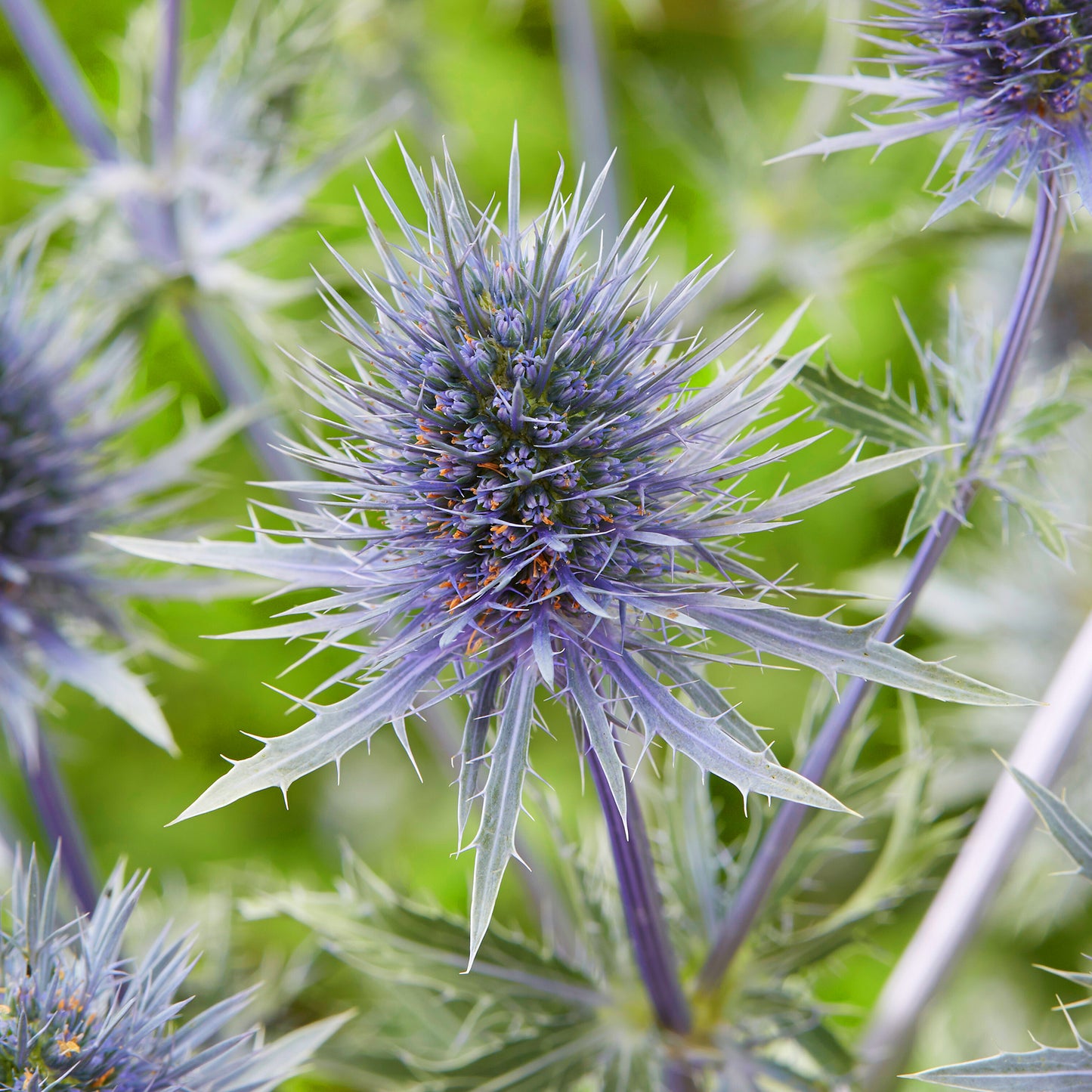 Eryngium Anita