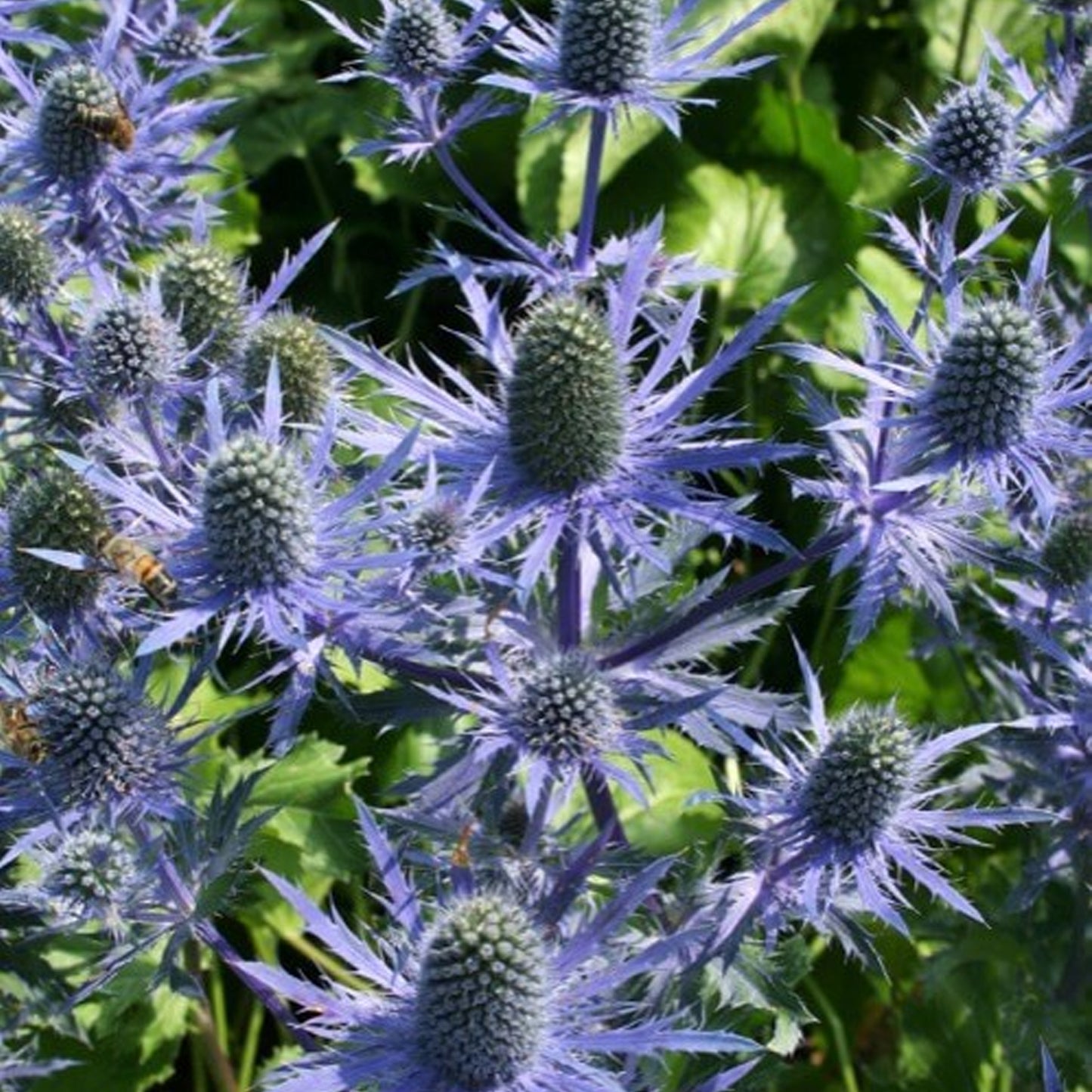 Eryngium Anita