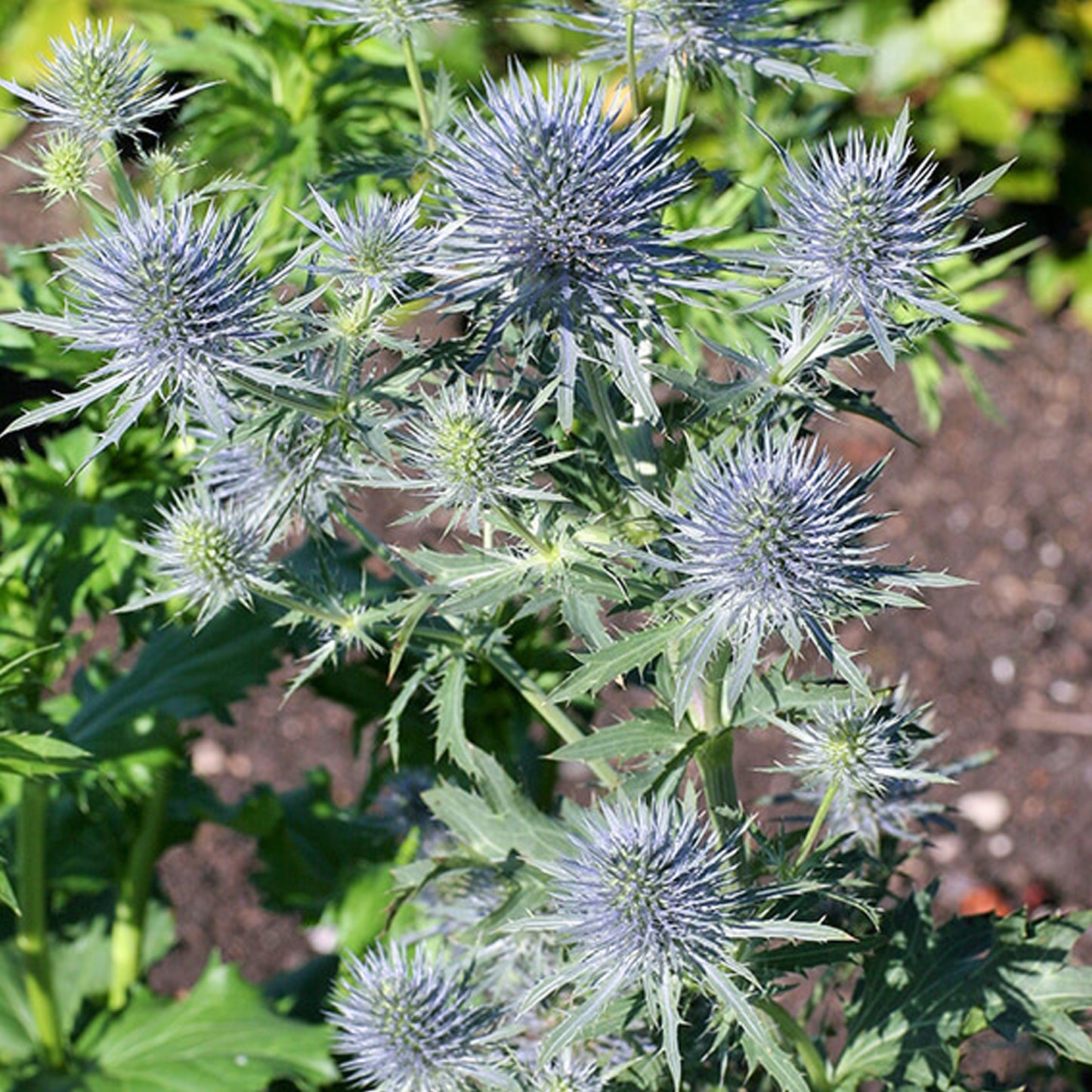 Eryngium Anita