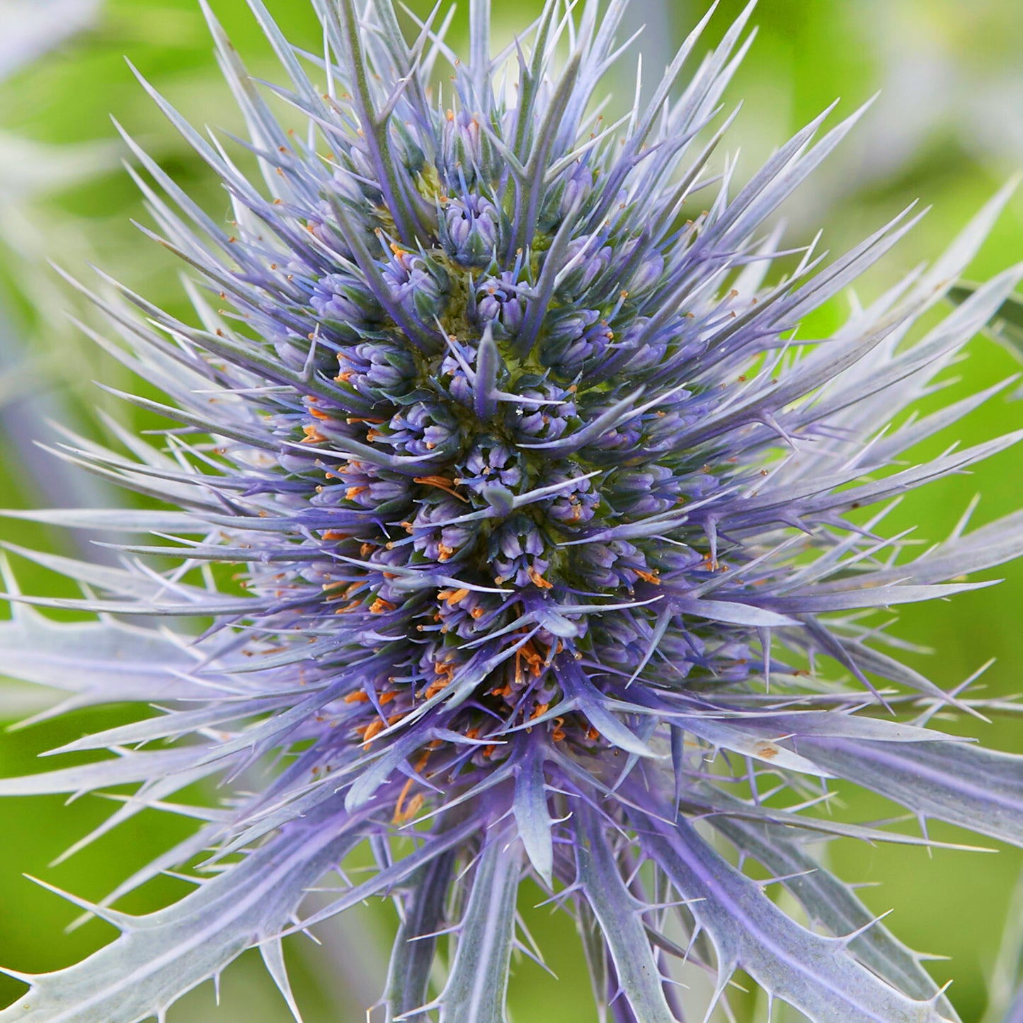 Eryngium Anita