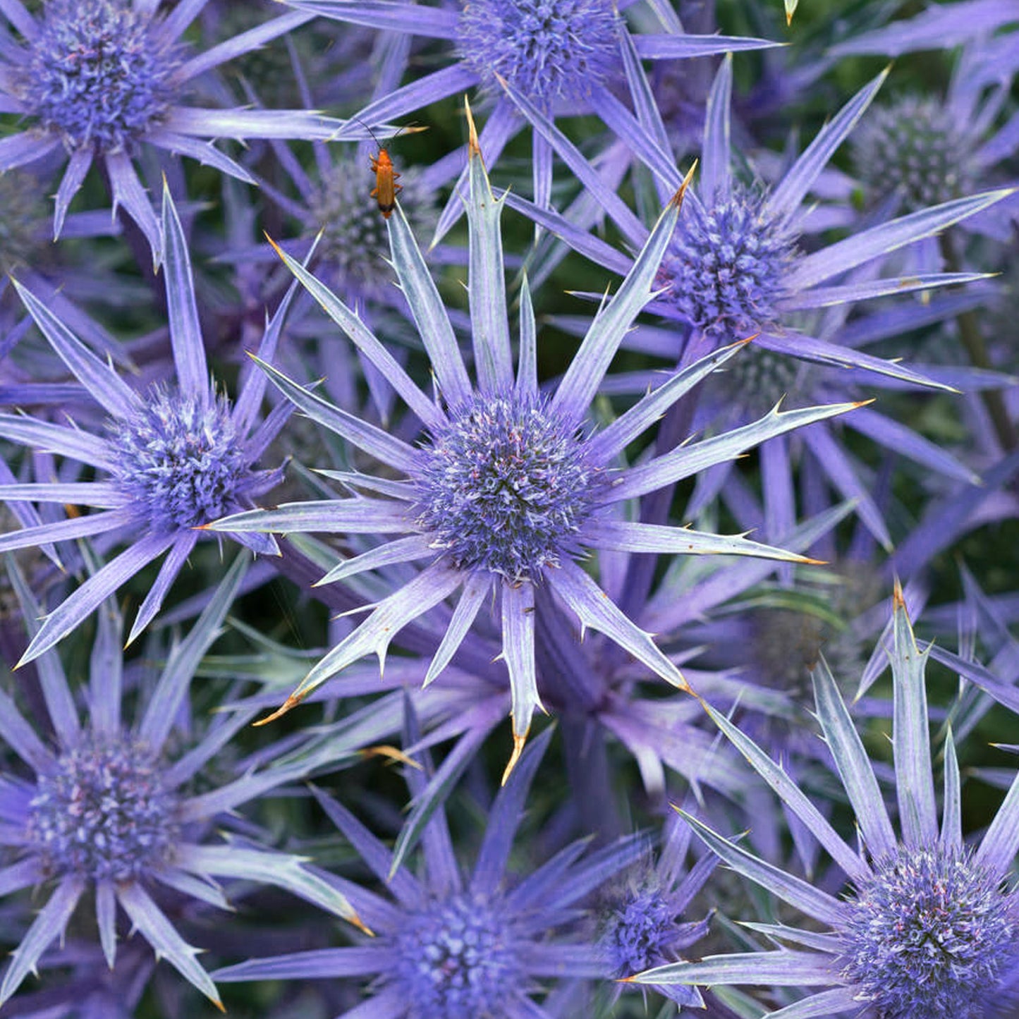 Eryngium Blue Falls